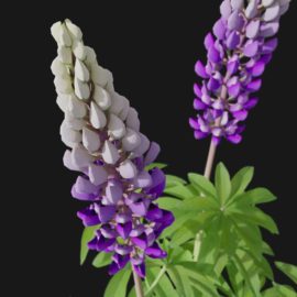 Alternative view of Lupin (v7)