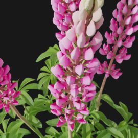 Alternative view of Lupin (v8)