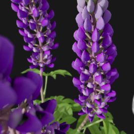 Alternative view of Lupin (v9)