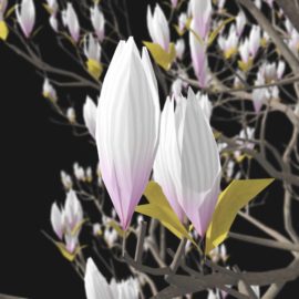 Alternative view of Magnolia (v1)