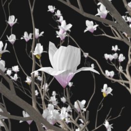 Alternative view of Magnolia (v2)