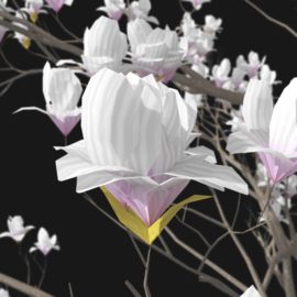 Alternative view of Magnolia (v3)