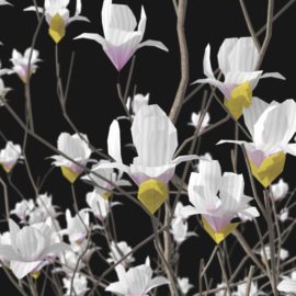 Alternative view of Magnolia (v4)