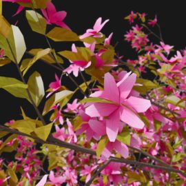 Alternative view of Apple Tree (v1)