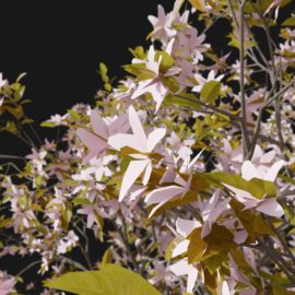 Alternative view of Apple Tree (v2)