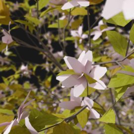 Alternative view of Apple Tree (v4)