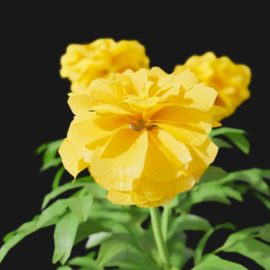 Alternative view of Marigold (v1)