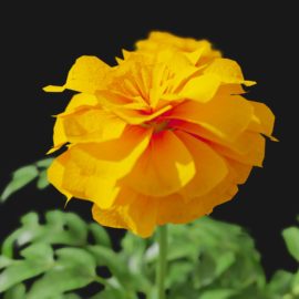 Alternative view of Marigold (v2)