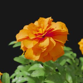 Alternative view of Marigold (v3)