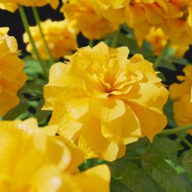 Alternative view of Marigold (v4)