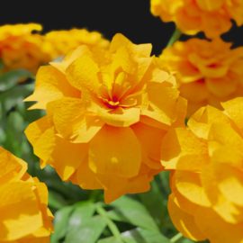 Alternative view of Marigold (v5)