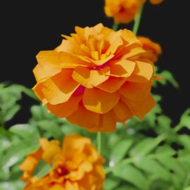 Alternative view of Marigold (v6)