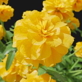 Alternative view of Marigold (v7)