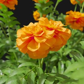 Alternative view of Marigold (v8)