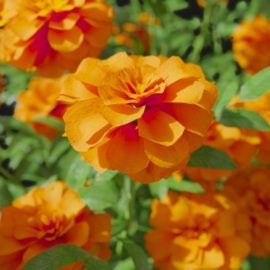 Alternative view of Marigold (v9)