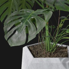 Alternative view of Monstera (v2)