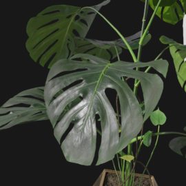 Alternative view of Monstera (v3)