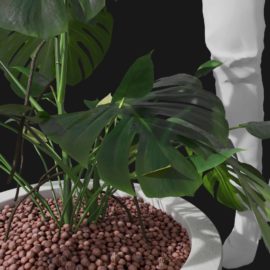 Alternative view of Monstera (v4)