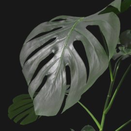 Alternative view of Monstera (v5)