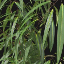 Alternative view of Oleander (v1)