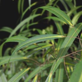 Alternative view of Oleander (v2)