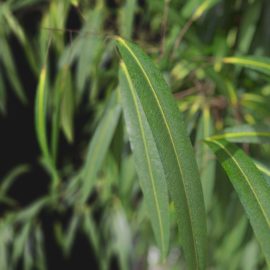 Alternative view of Oleander (v3)