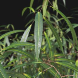 Alternative view of Oleander (v4)