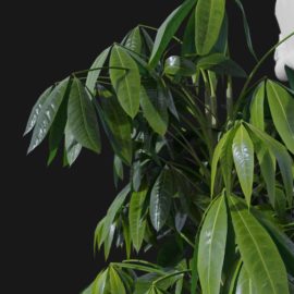 Alternative view of Lucky Chestnut (v1)