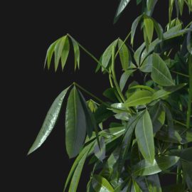 Alternative view of Lucky Chestnut (v5)