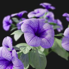 Alternative view of Petunia (v1)