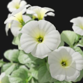 Alternative view of Petunia (v2)