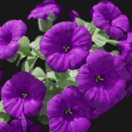 Alternative view of Petunia (v3)