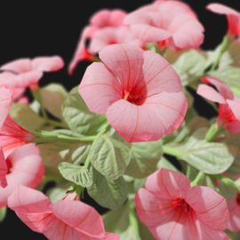 Alternative view of Petunia (v4)