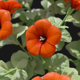 Alternative view of Petunia (v5)