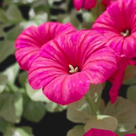 Alternative view of Petunia (v6)