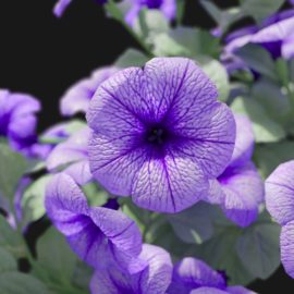 Alternative view of Petunia (v7)