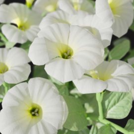 Alternative view of Petunia (v8)