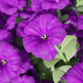 Alternative view of Petunia (v9)