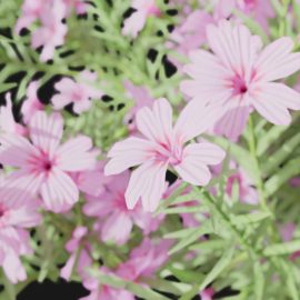 Alternative view of Phlox (v10)