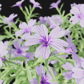 Alternative view of Phlox (v2)