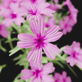 Alternative view of Phlox (v3)