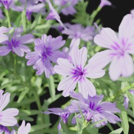 Alternative view of Phlox (v5)