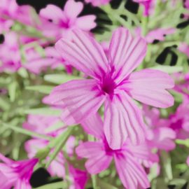 Alternative view of Phlox (v6)