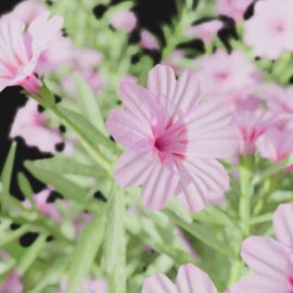 Alternative view of Phlox (v7)