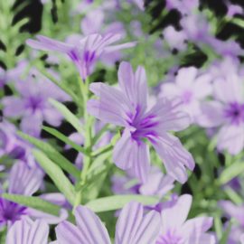 Alternative view of Phlox (v8)