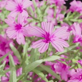 Alternative view of Phlox (v9)