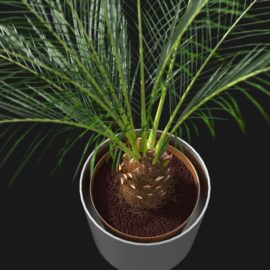 Alternative view of Phoenix Palm (v1)
