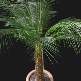 Alternative view of Phoenix Palm (v2)