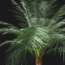 Alternative view of Phoenix Palm (v3)