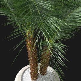Alternative view of Phoenix Palm (v4)